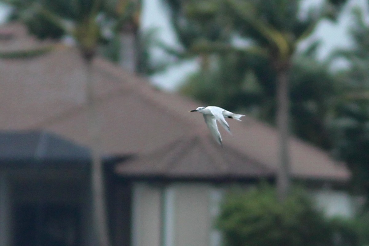 Sandwich Tern - ML624250799