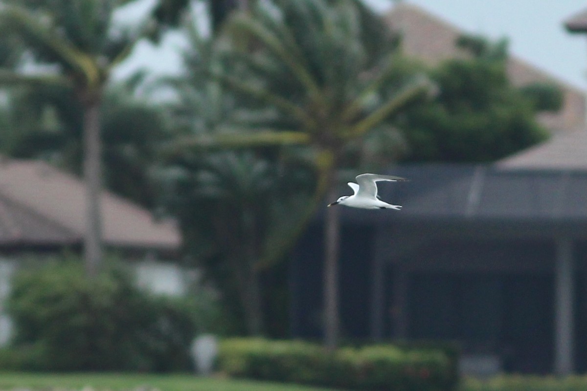 Sandwich Tern - ML624250800