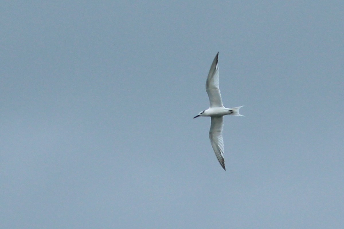 Sandwich Tern - Oscar Johnson