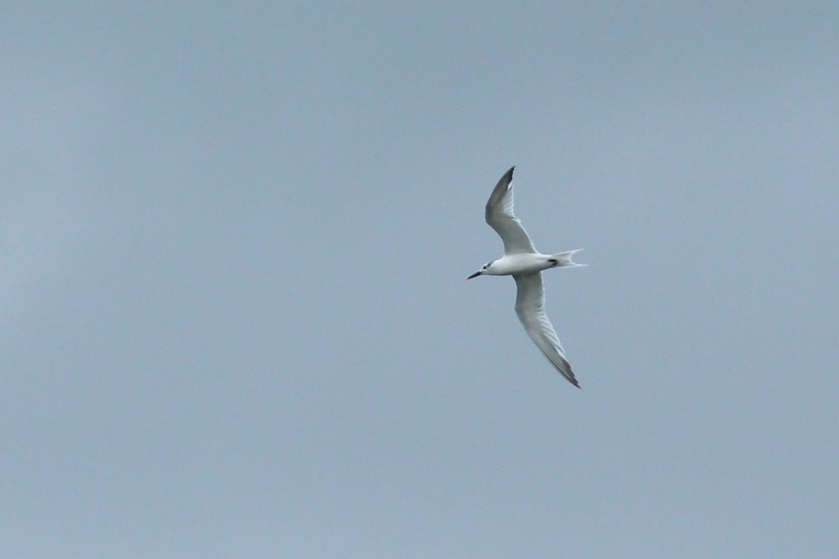 Sandwich Tern - ML624250802