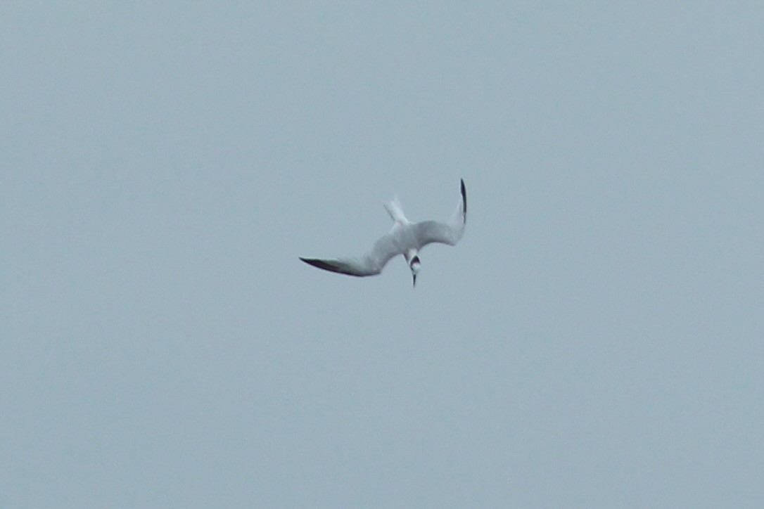 Sandwich Tern - ML624250803