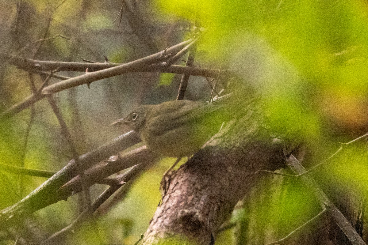 Connecticut Warbler - ML624250804