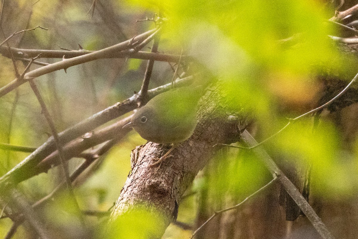 Connecticut Warbler - ML624250805