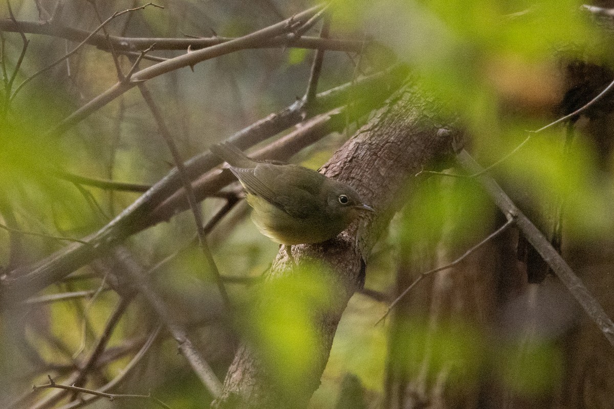 Connecticut Warbler - ML624250806