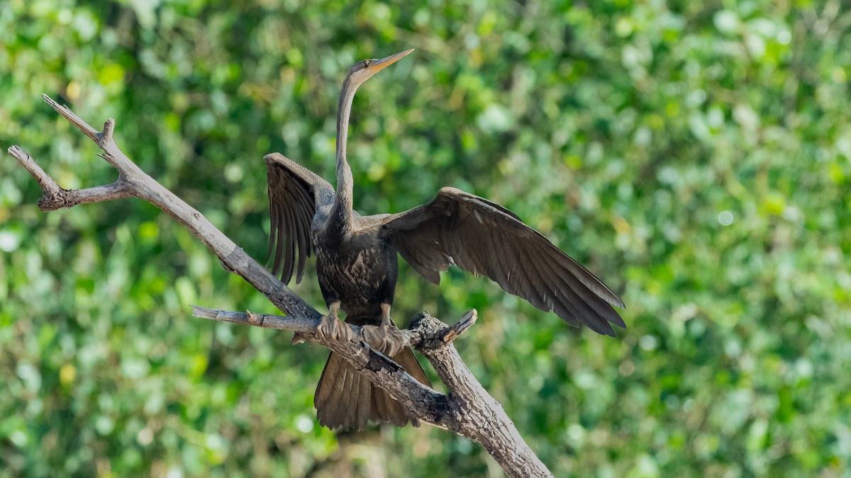 Oriental Darter - ML624250831