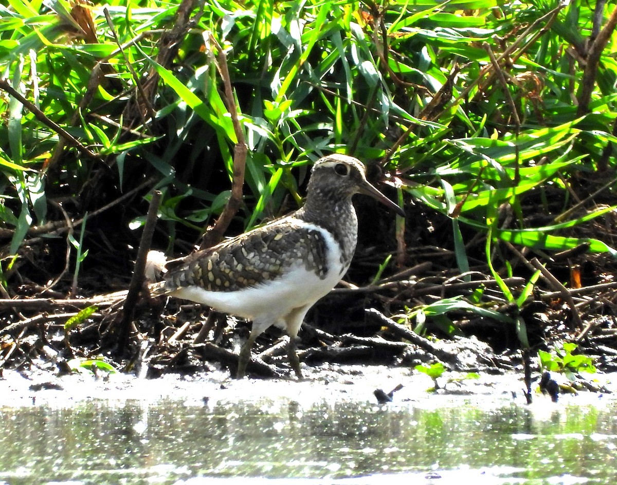 Australian Painted-Snipe - ML624250847