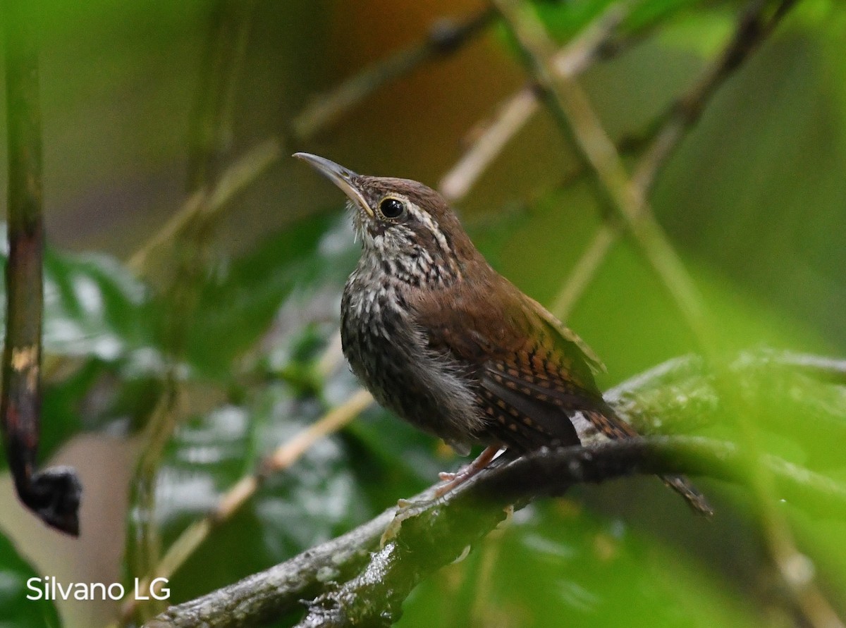 Happy Wren (Mainland) - ML624250849