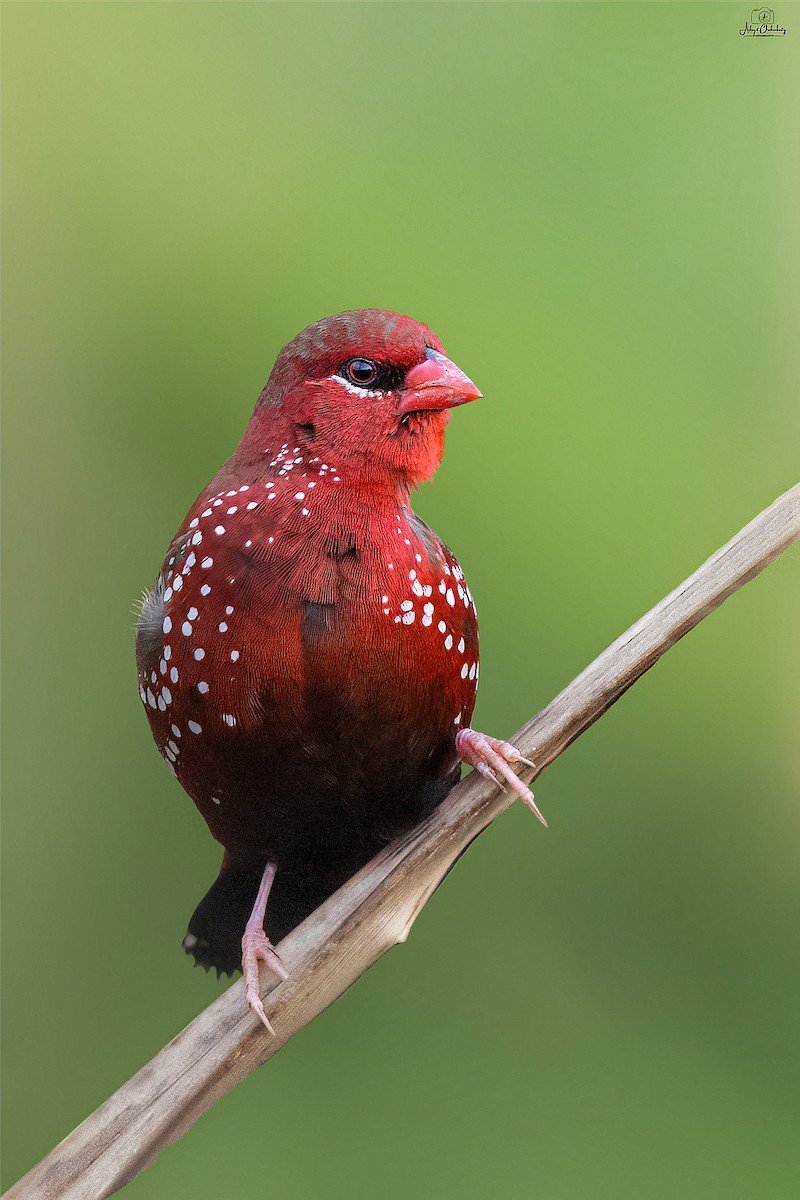 Red Avadavat - ML624250871