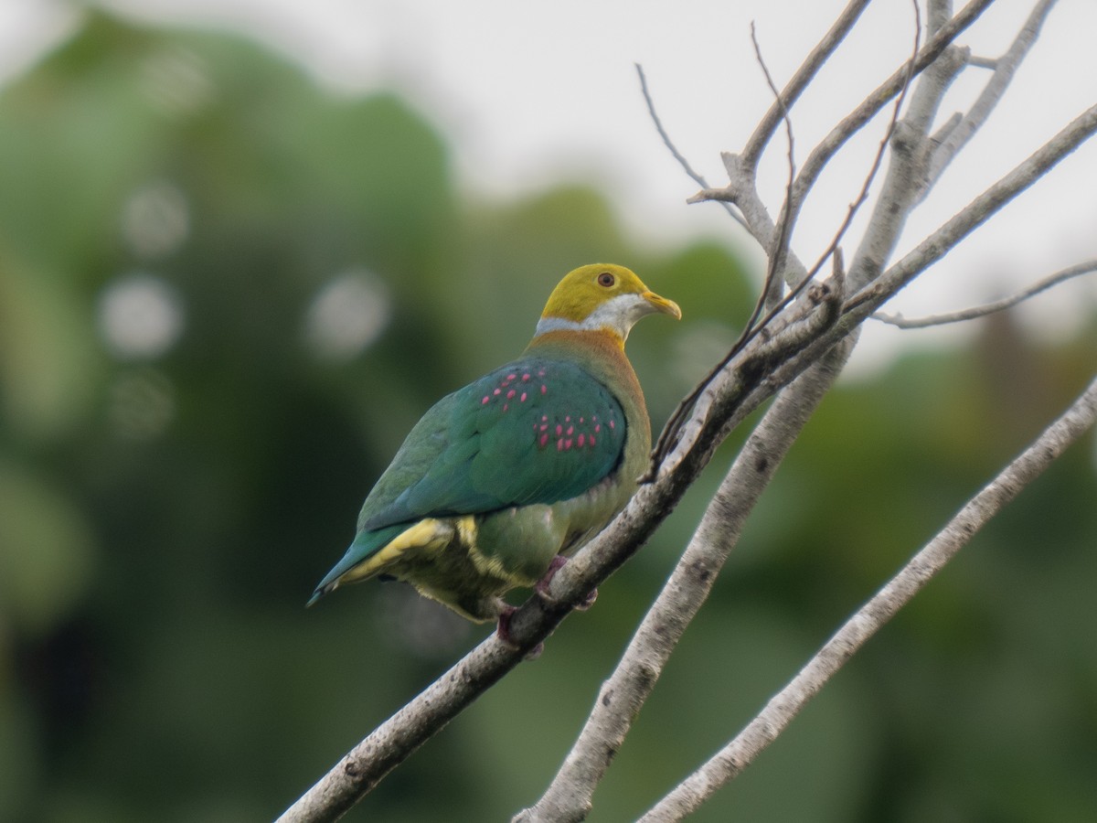 Pink-spotted Fruit-Dove - ML624250887