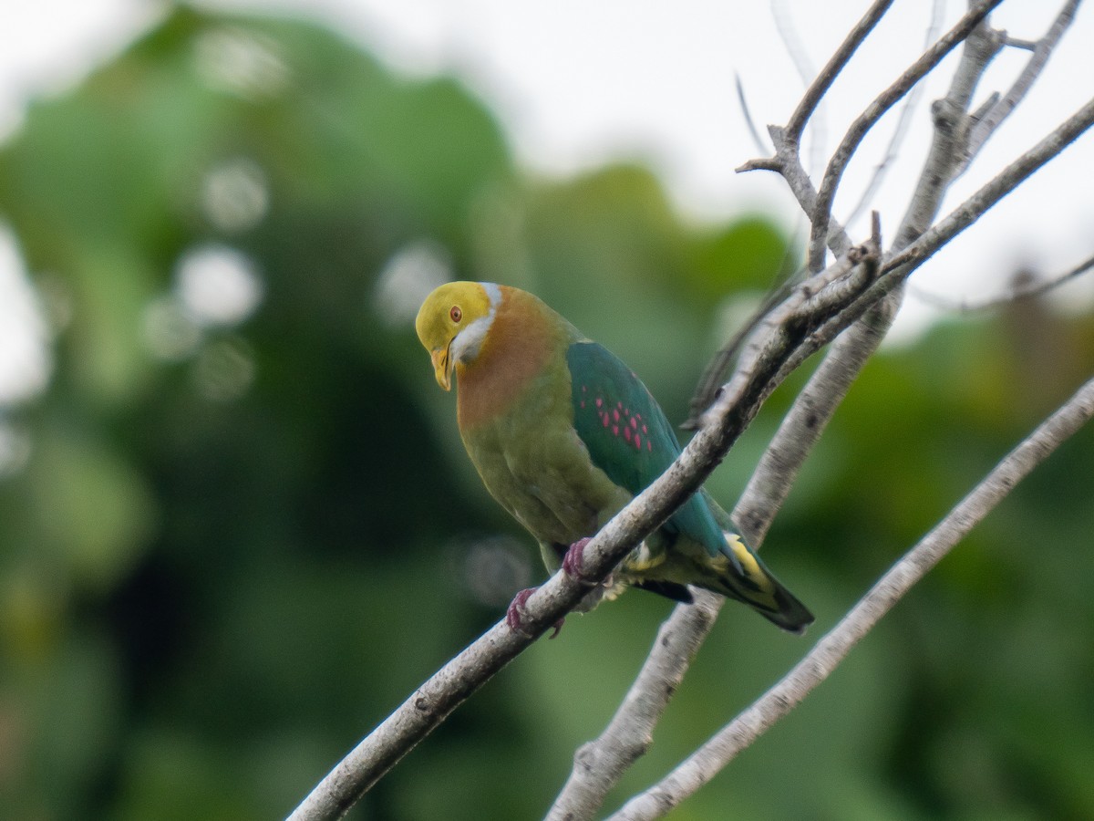 Pink-spotted Fruit-Dove - ML624250888