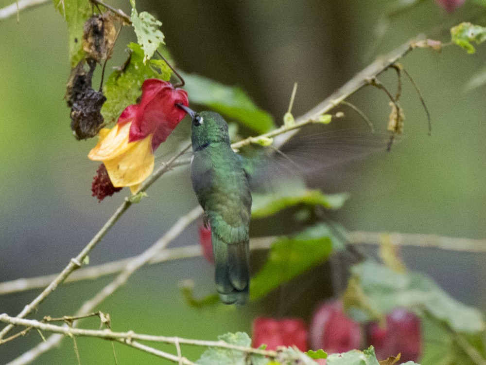 White-throated Daggerbill - ML624250910