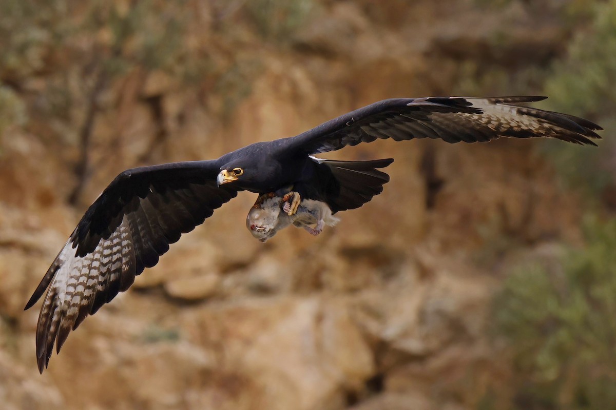 Verreaux's Eagle - Marcin Sidelnik