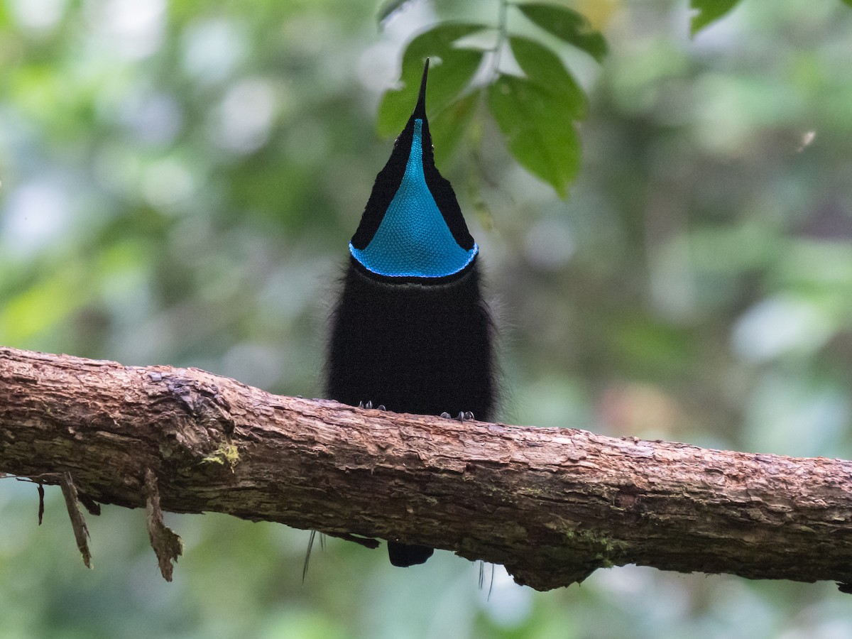 Magnificent Riflebird - ML624251066