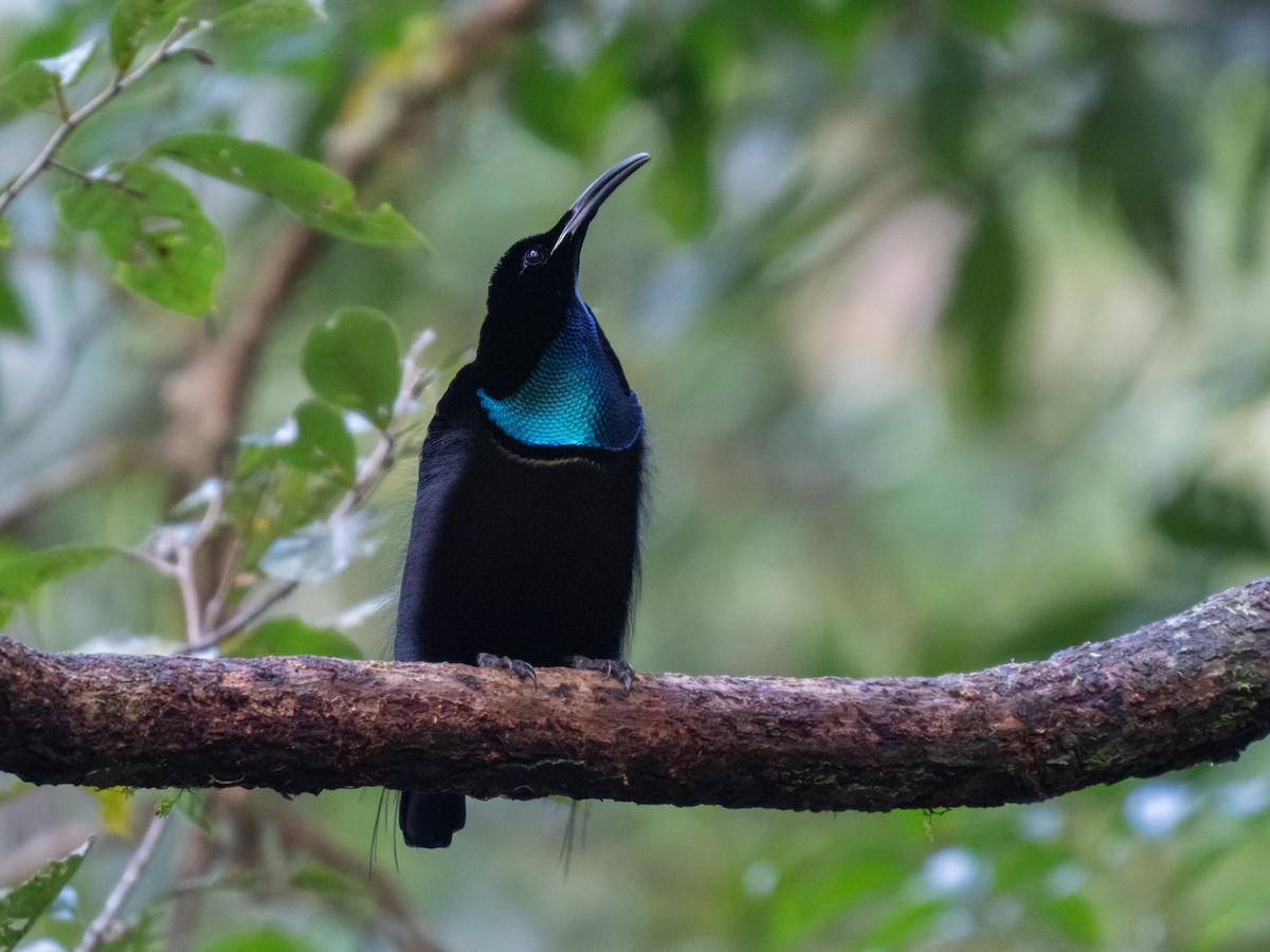 Magnificent Riflebird - ML624251067