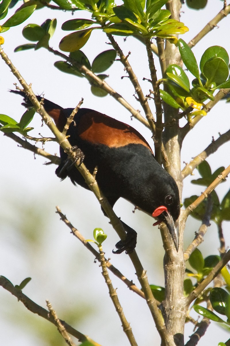 North Island Saddleback - ML624251086