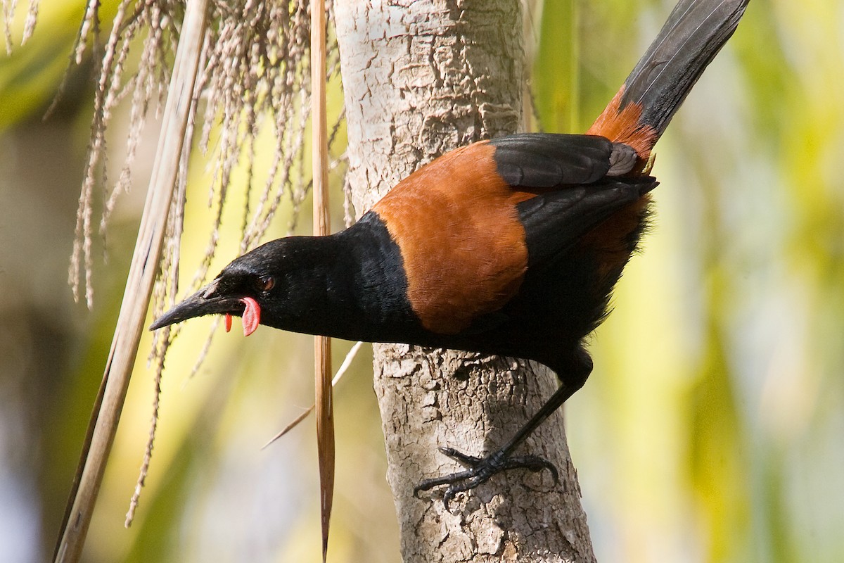 North Island Saddleback - ML624251087