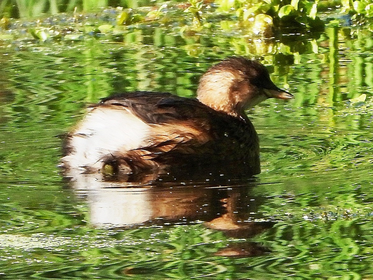 Little Grebe - Dave Hatton