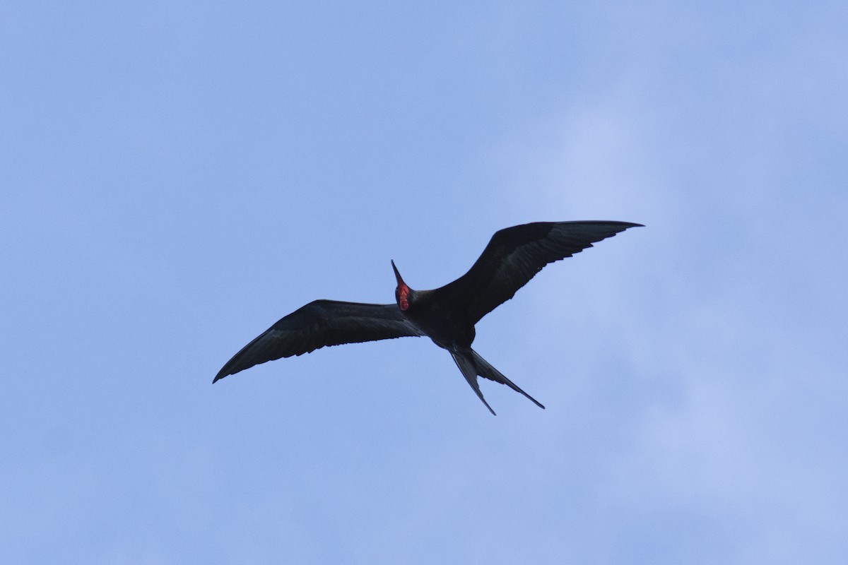 Great Frigatebird - ML624251127