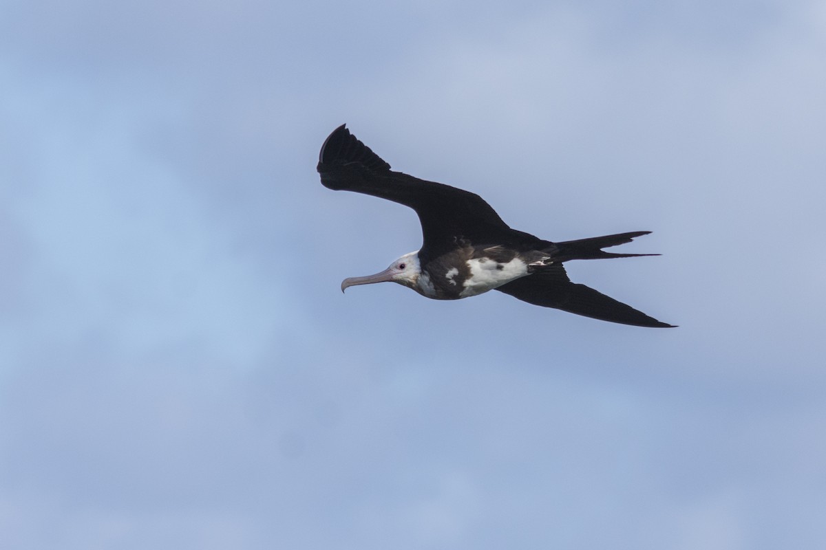 Great Frigatebird - ML624251130