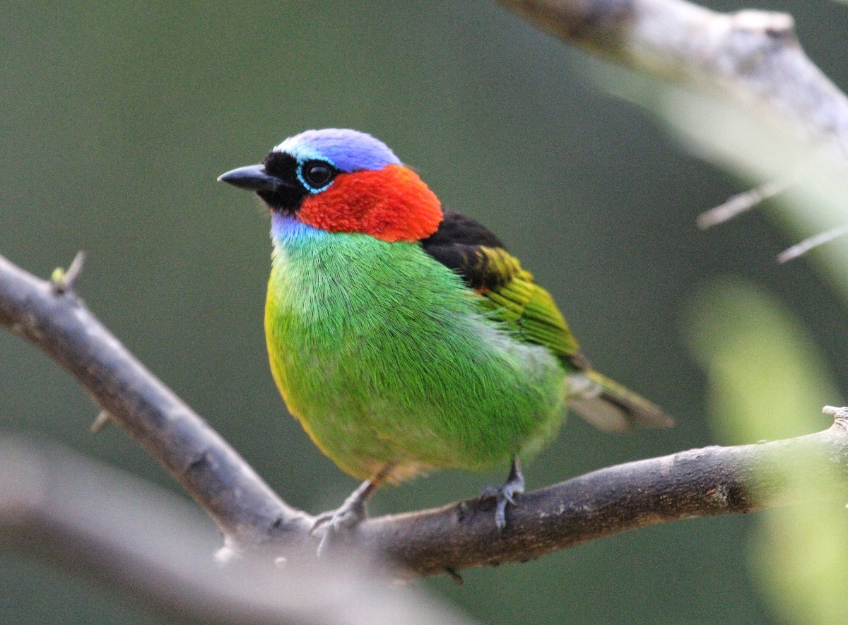 Red-necked Tanager - ML624251155