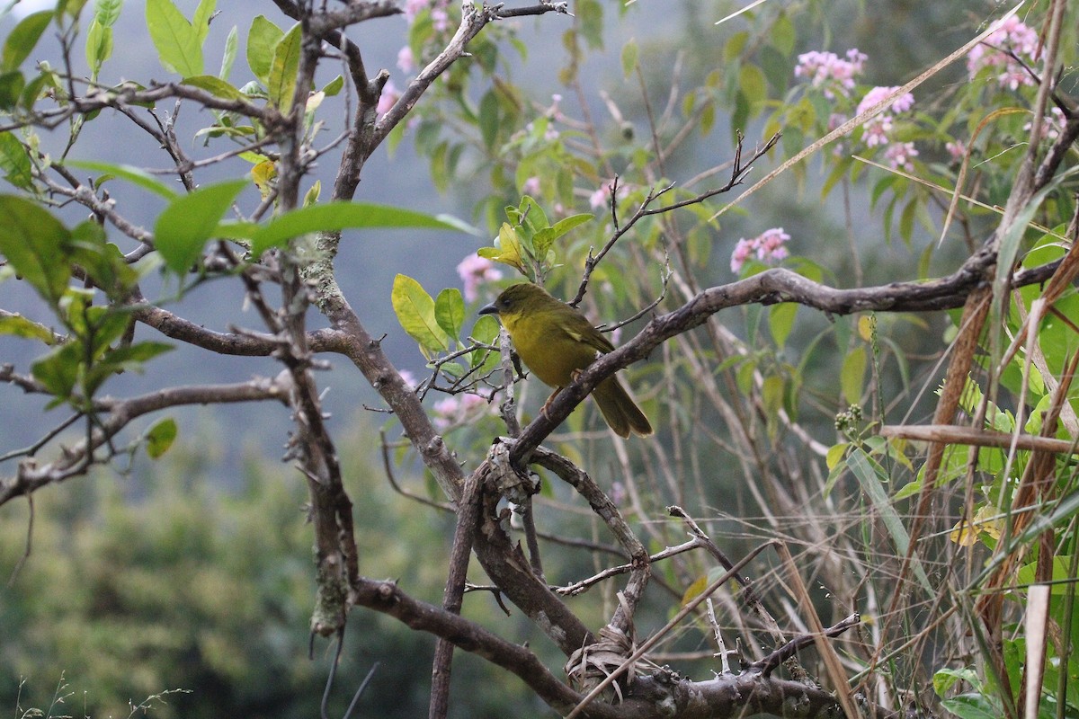 Olive-green Tanager - Endre Kovacs