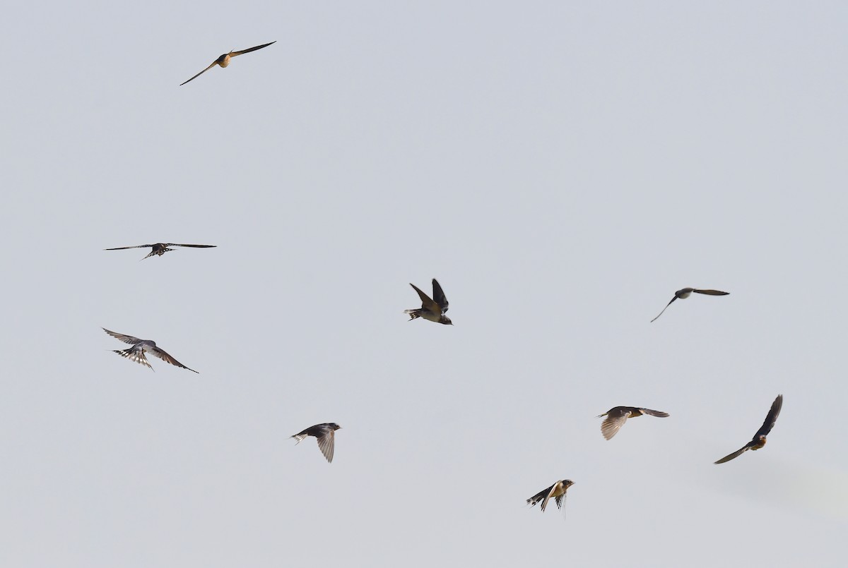 Barn Swallow - Kristen Cart