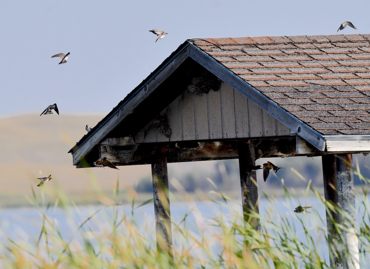 Barn Swallow - ML624251220