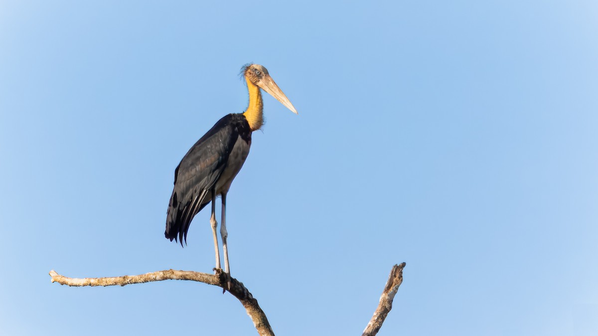 Lesser Adjutant - ML624251240