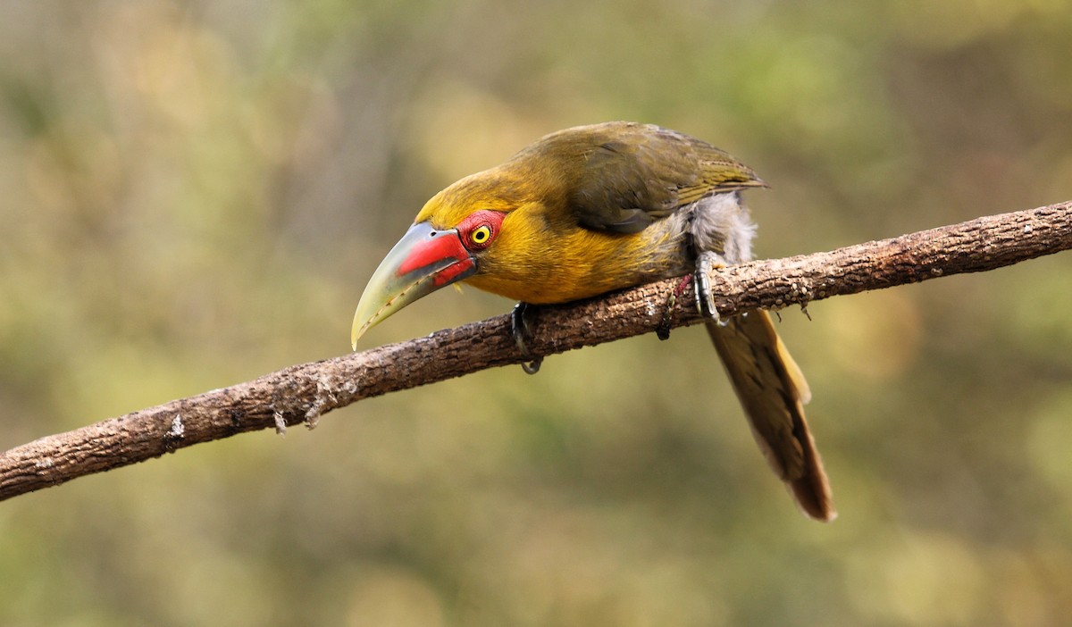 Saffron Toucanet - ML624251253