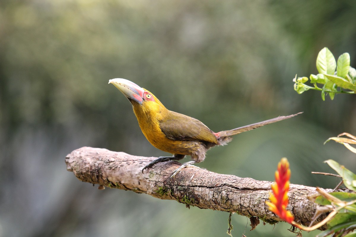 Saffron Toucanet - ML624251254