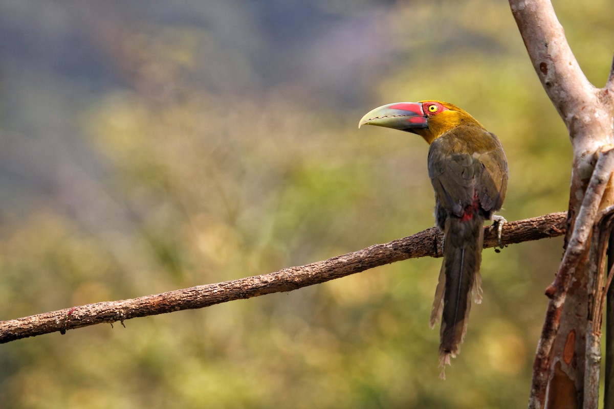 Saffron Toucanet - ML624251255