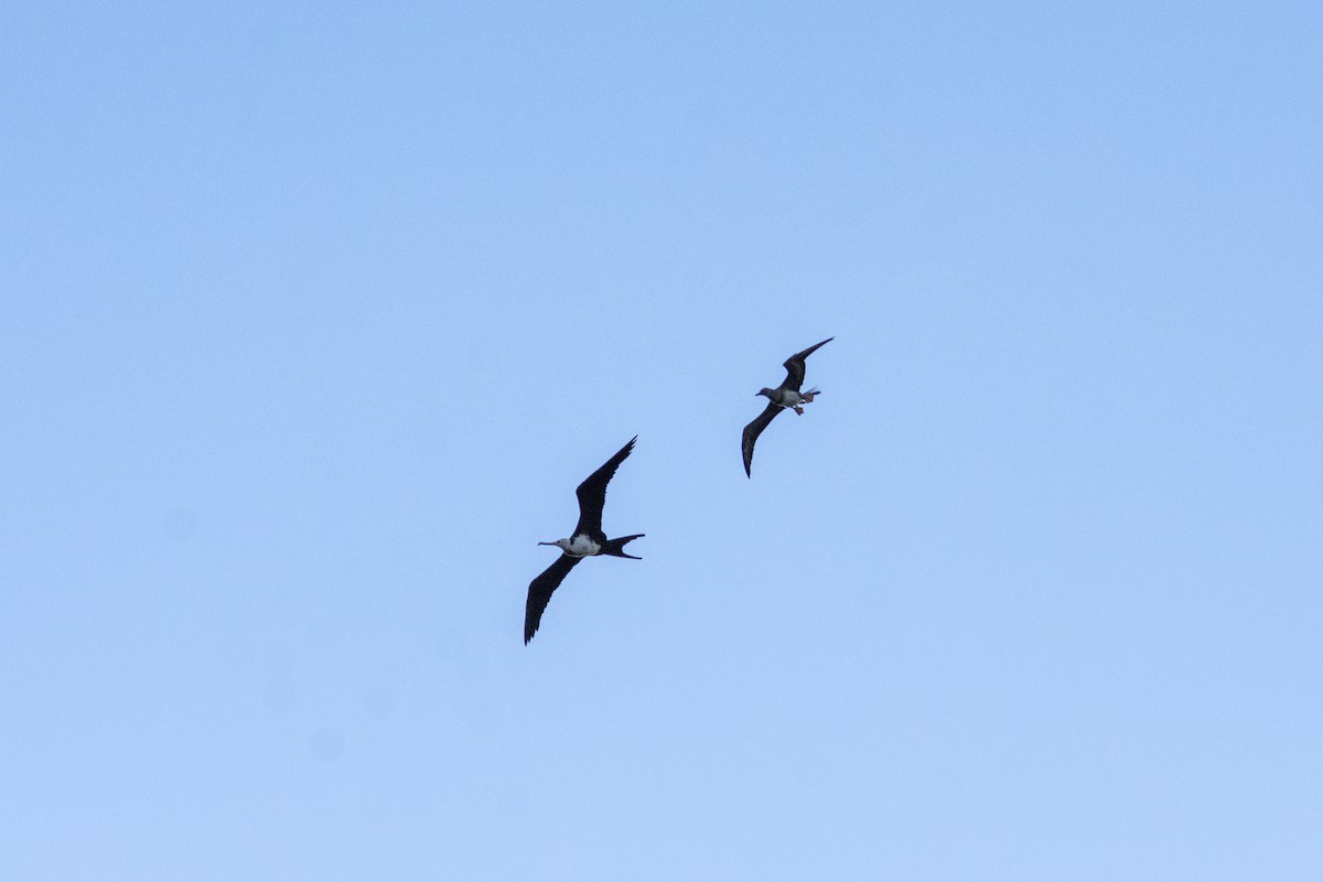 Great Frigatebird - ML624251262