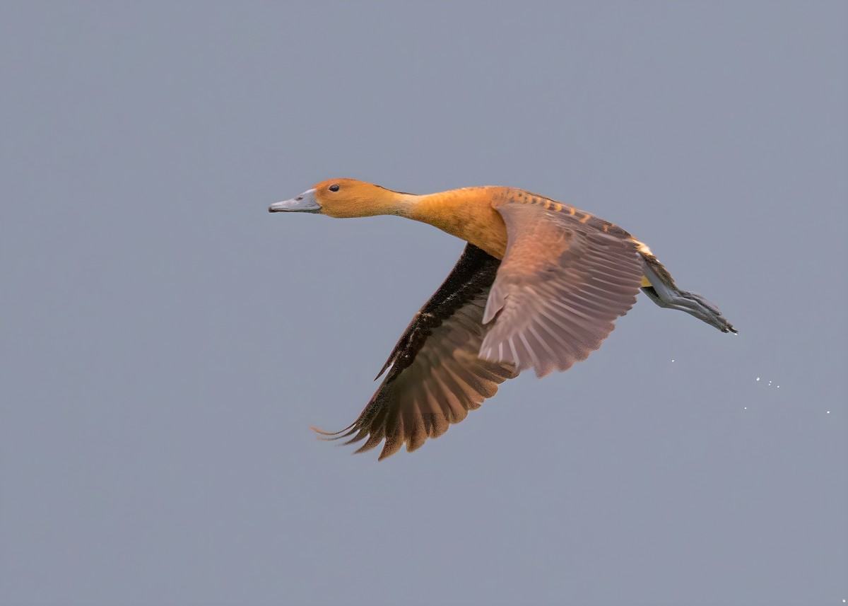 Fulvous Whistling-Duck - ML624251265