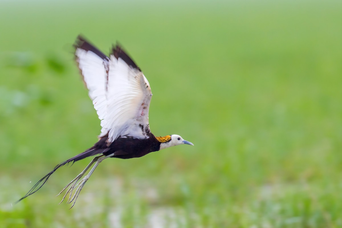 Pheasant-tailed Jacana - ML624251271