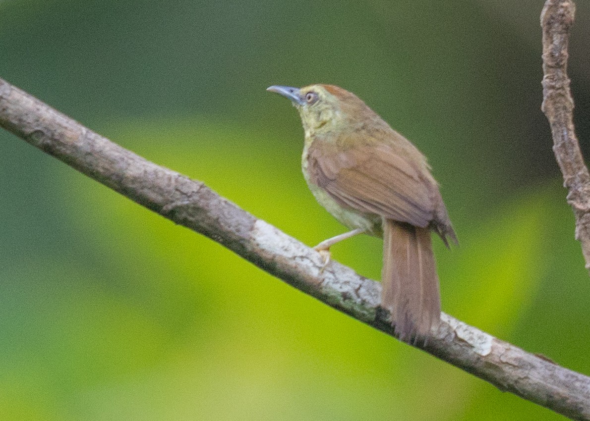 Pin-striped Tit-Babbler - ML624251328