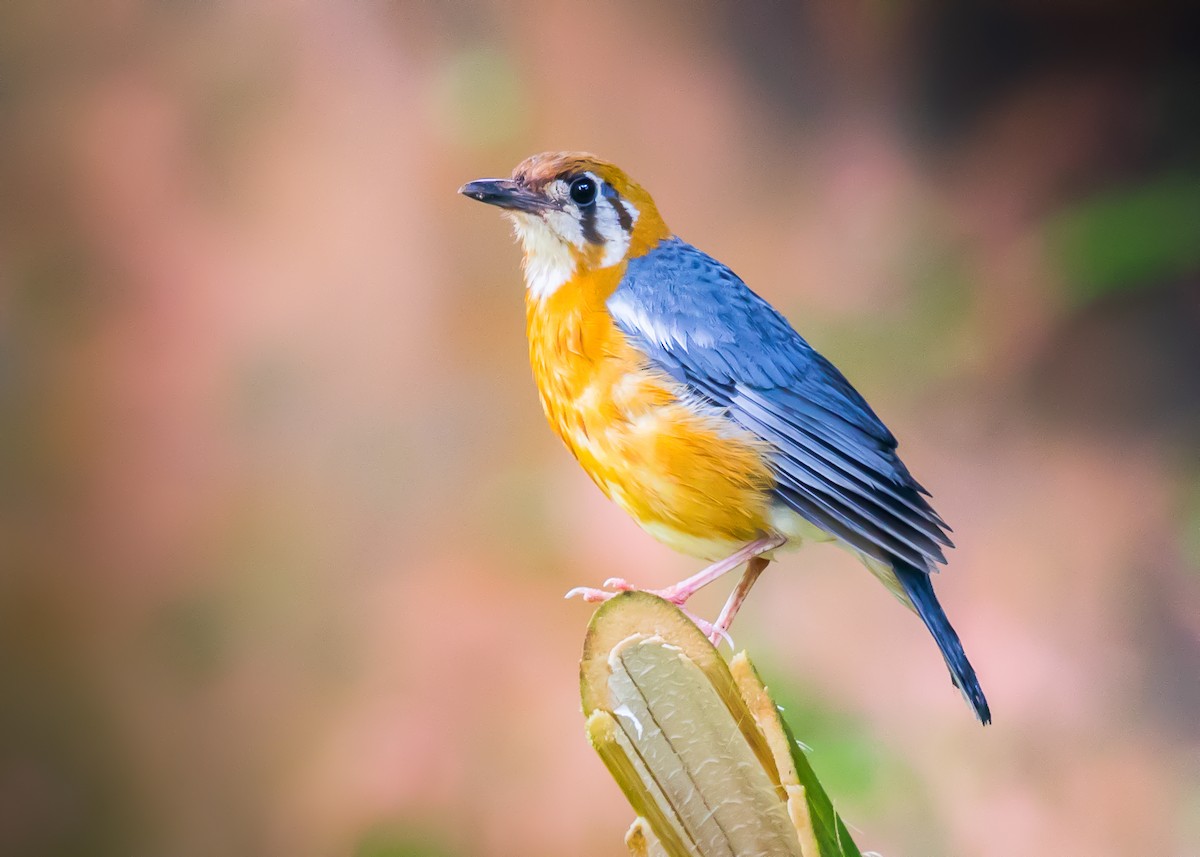 Orange-headed Thrush (White-throated) - ML624251343