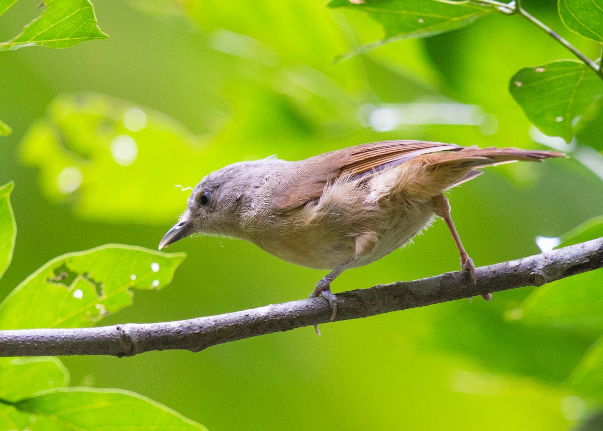 Brown-cheeked Fulvetta - ML624251358