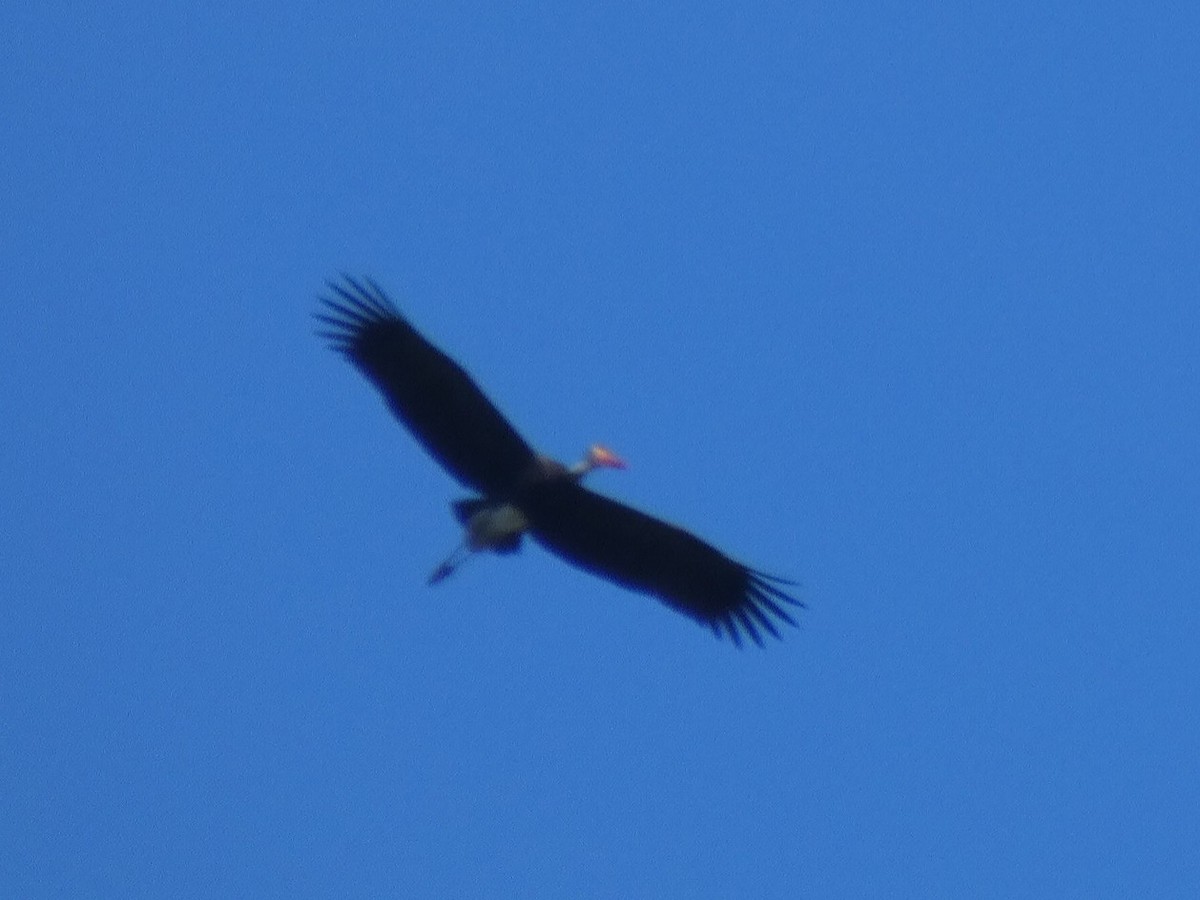 Storm's Stork - Miloš Weidenhöfer