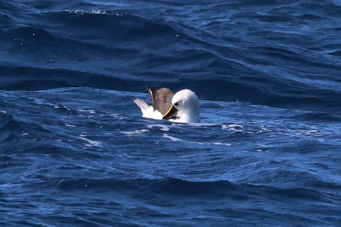 Atlantic Yellow-nosed Albatross - ML624251384