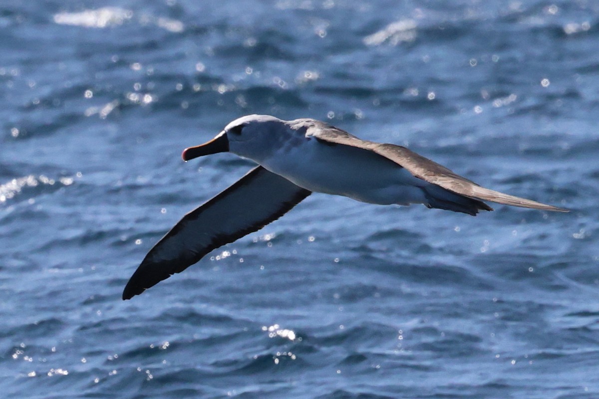 Atlantic Yellow-nosed Albatross - ML624251385