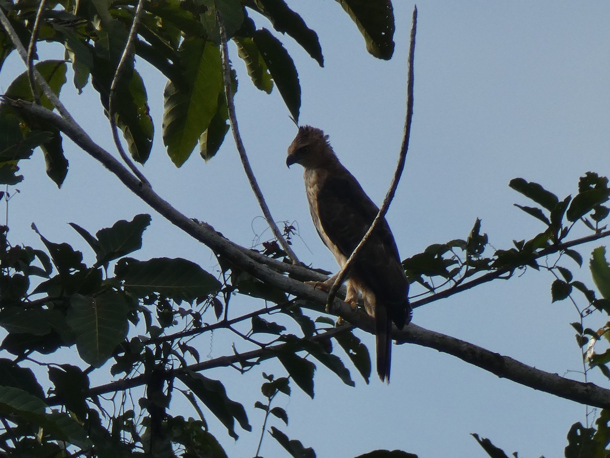 Águila de Wallace - ML624251414