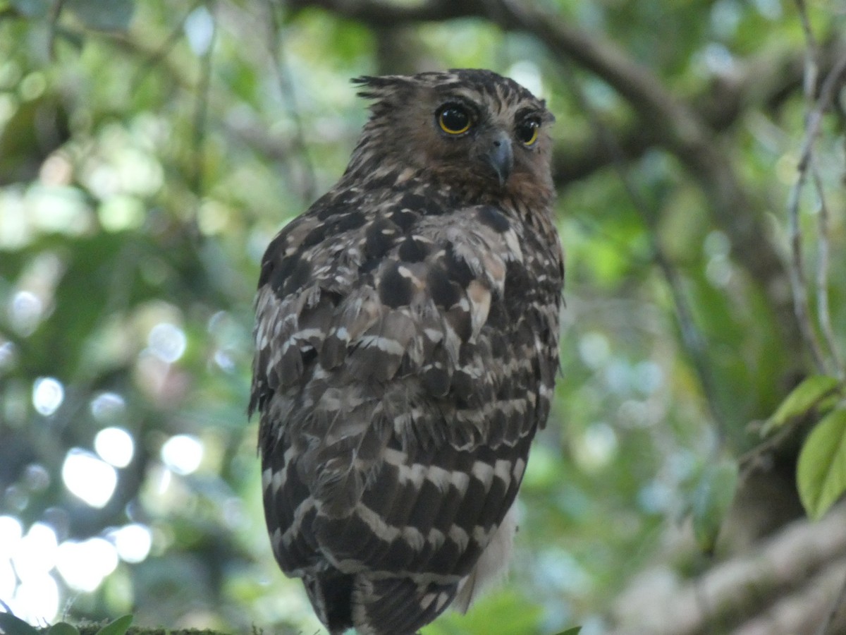 Buffy Fish-Owl - ML624251424