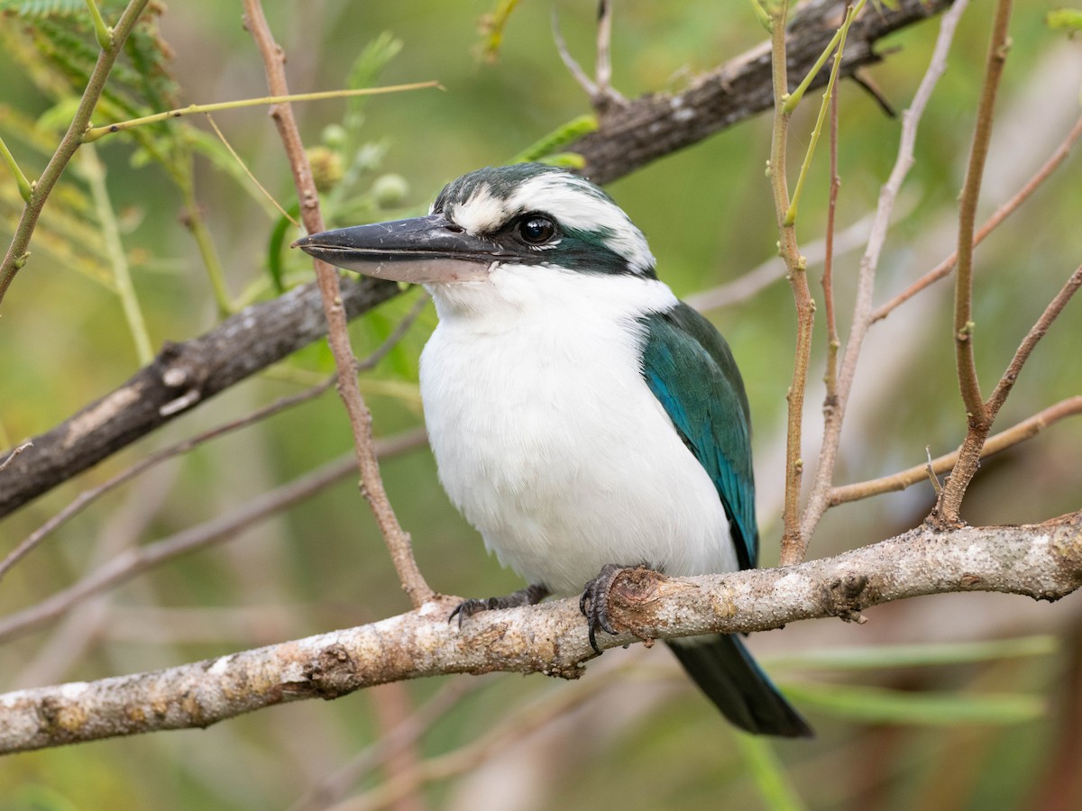 Mariana Kingfisher - ML624251457