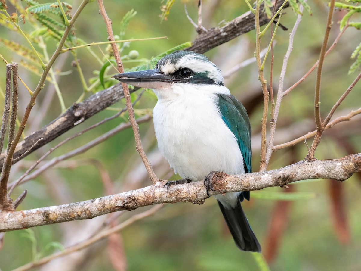 Mariana Kingfisher - ML624251469