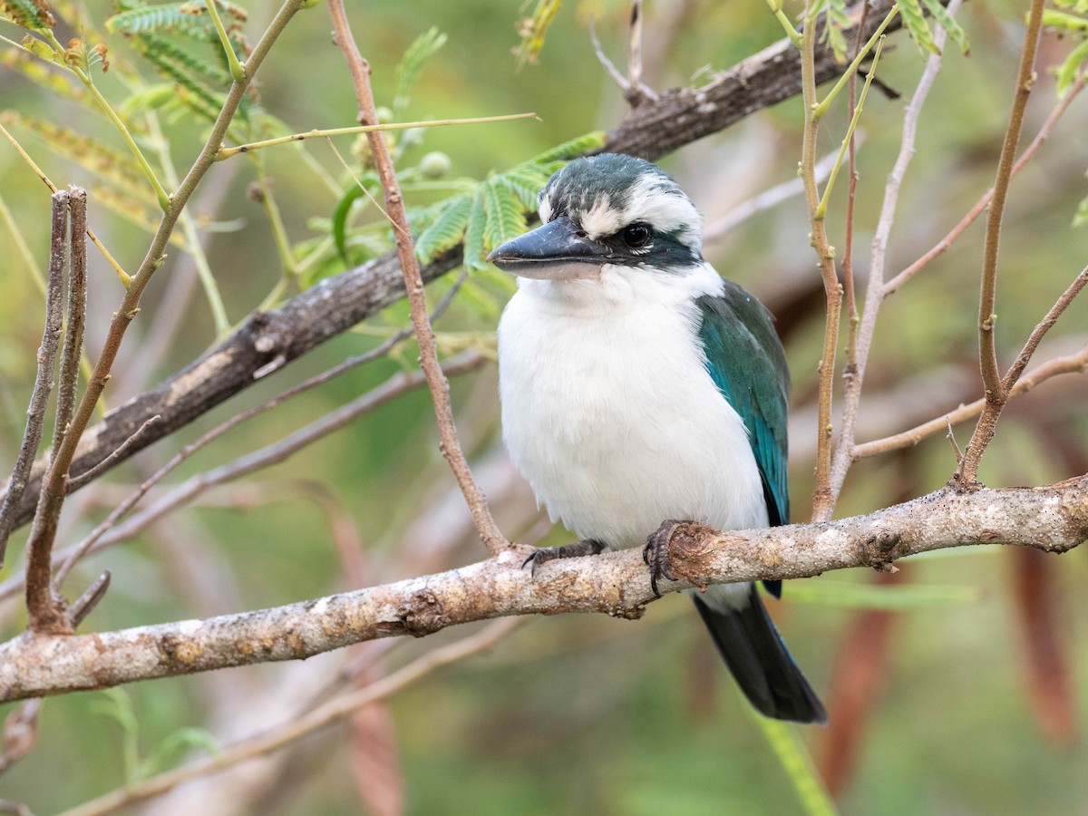 Mariana Kingfisher - ML624251486