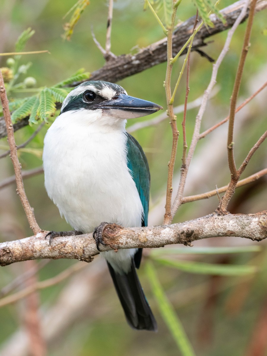 Mariana Kingfisher - ML624251492