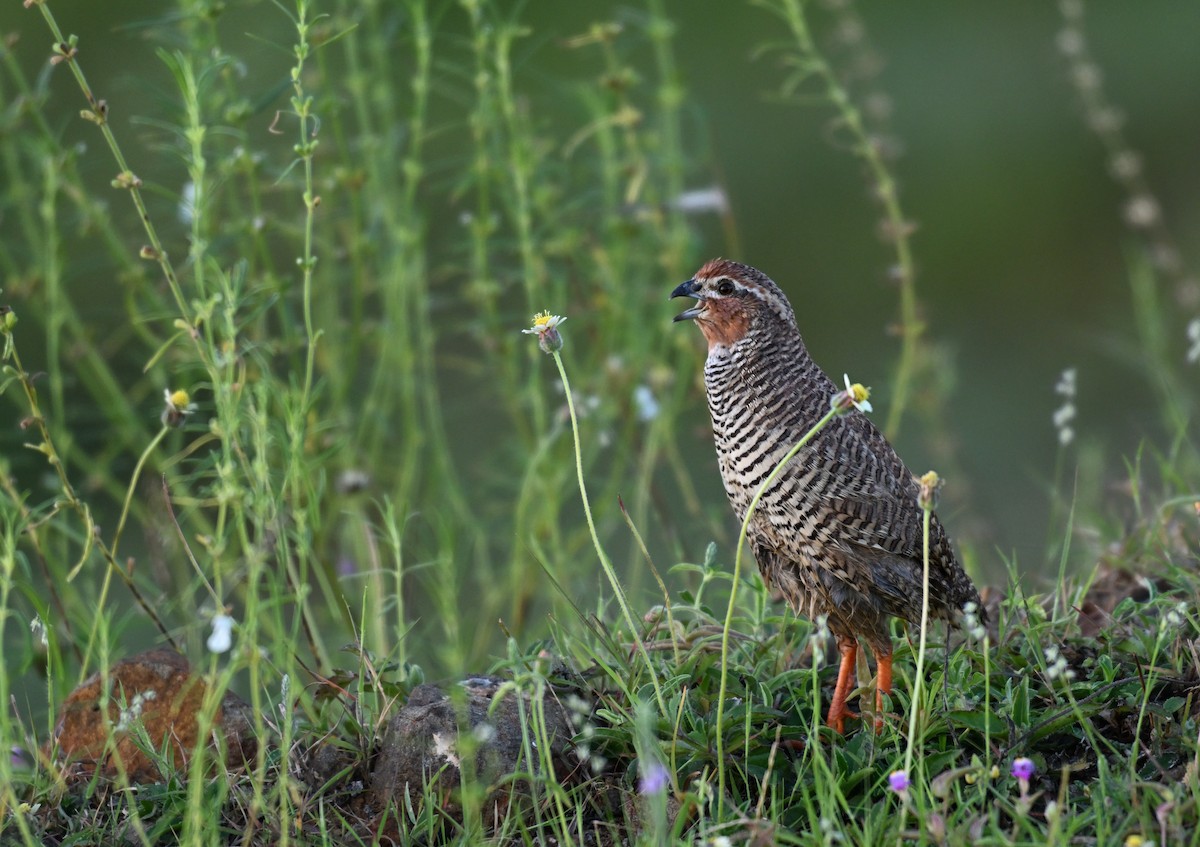 Rock Bush-Quail - ML624251502