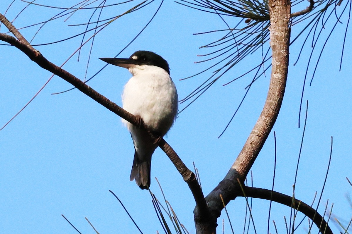 Forest Kingfisher - ML624251540