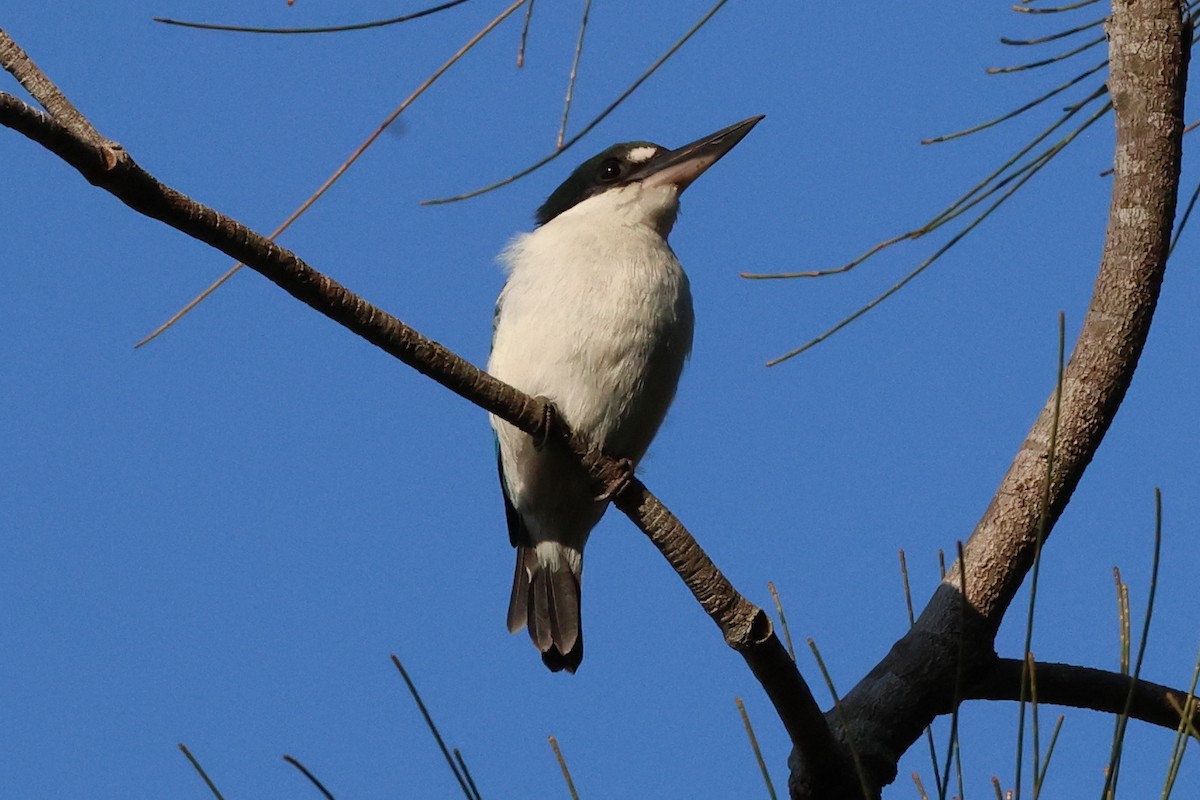 Forest Kingfisher - Chris Chapman