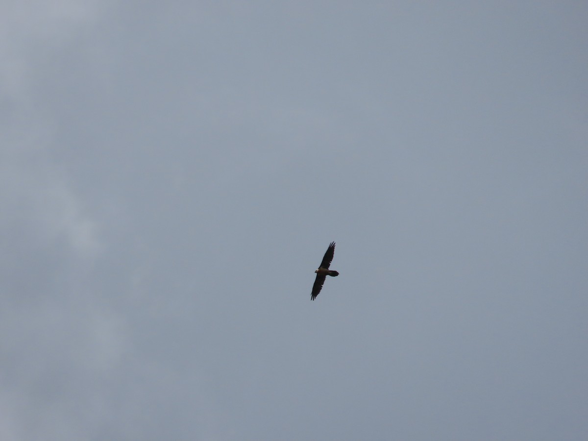 Quebrantahuesos - ML624251545